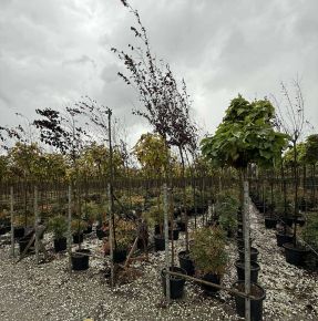 Vérszilva     PRUNUSN CERASIFERA PISSARDII NIGRA T200 8/10 K30