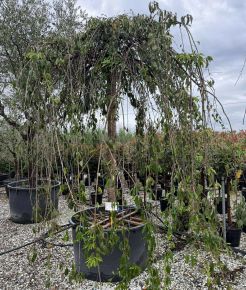 Csüngő díszcseresznye PRUNUS SUBHIRTELLA PENDULA T200 30/35 K285