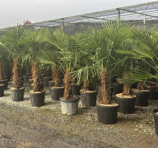 Kínai kenderpálma   CHAMAEROPS EXCELSA TR30/40 K25-30