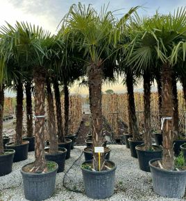 Kínai kenderpálma   CHAMAEROPS EXCELSA TR180 K230