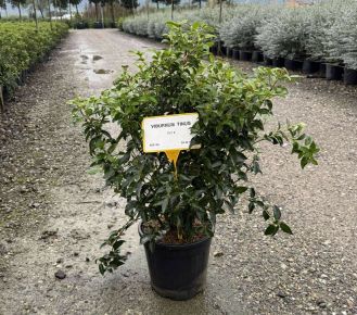 Téli bangita  VIBURNUM TINUS 40/+ K9