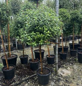 Téli bangita  VIBURNUM TINUS T1/2 60/70 K30