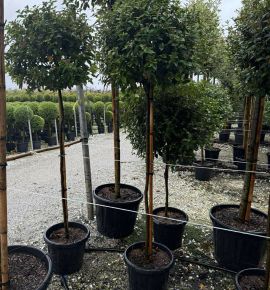 Téli bangita  VIBURNUM TINUS T3/4 60/70 K30