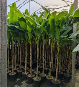 Télálló banán  MUSA BASJOO K15