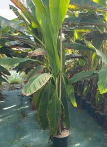 Fagytűrő japán banán  MUSA SAKHALIN 175/200+ K12