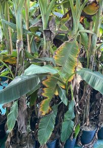 Csíkos télálló banán  MUSA RED TIGER 175/250 K12