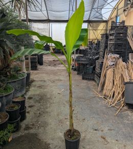 Télálló banán  MUSA BASJOO K9