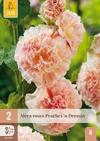 Virághagyma kerti mályvarózsaVIRÁGHAGYMA ALCEA ROSEA PEACHES 'N' DREAMS 2DB/CSOMAG JUB 120470