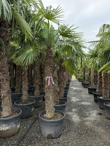 Kínai kenderpálma   CHAMAEROPS EXCELSA TR150/170 K80