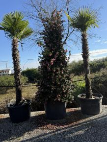 Kínai kenderpálma CHAMAEROPS EXCELSA TR220/240 K220