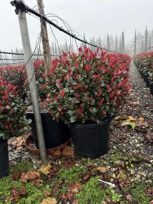 Örökzöld korallberkenye  PHOTINIA FRASERI LITTLE RED ROBIN GÖMB K30