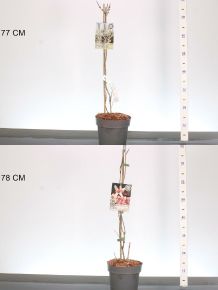 Kóreai hóvessző     ABELIOPHYLLUM FAJTÁK 40/60 K3