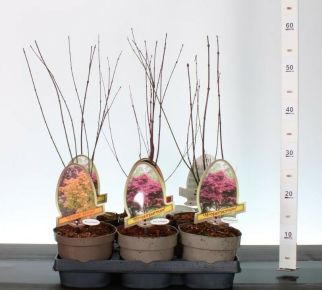 Japán juhar    ACER PALMATUM FAJTÁK 40/+ CS15