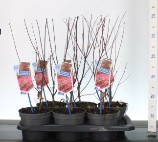 Japán juhar    ACER PALMATUM ATROPURPUREUM 30/40 CS17