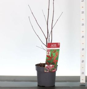 Japán juhar    ACER PALMATUM BLOODGOOD 50/60 K3