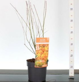 Japán juhar    ACER PALMATUM KATSURA 40/50 K3