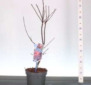 Japán juhar    ACER PALMATUM SKEETER'S BROOM 60/+ CS19