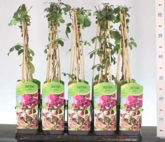 Ötlevelű akébia   AKEBIA QUINATA 60/CM K2