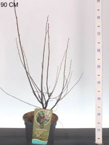 mézalmácska  AMELANCHIER LAMARCKII 60/80 K5