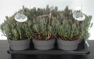 Tőzegrozmaring     ANDROMEDIA POLIFOLIA BLUE ICE 25/30 CS17