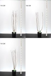 Fekete törpeberkenye   ARONIA PRUNIFOLIA FAJTÁK 60/80 K3