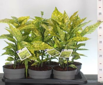 Márványos babérsom     AUCUBA JAPONICA GOLDEN KING 20/30 CS17