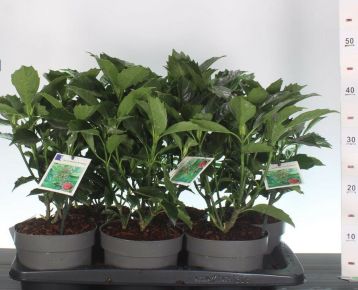 Japán babérsom    AUCUBA JAPONICA ROZANNIE 30/35 CS17