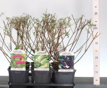 Nyári orgona  BUDDLEJA DAVIDII FAJTÁK 40/50 K2