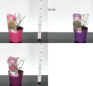 Nyári orgona  BUDDLEIA DAVIDII BUTTERFLY CANDY 20/30 K3