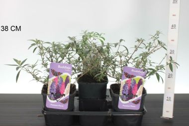 Nyári orgona  BUDDLEJA DAVIDII TRICOLOR K2