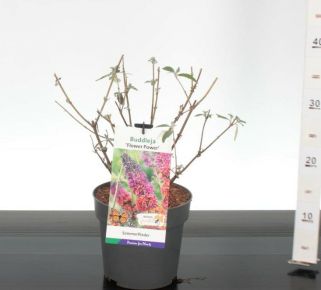 Nyári orgona  BUDDLEJA DAVIDII FLOWER POWER 20/25 K2