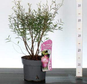 Balkon selyemakác  CALLIANDRA SURINAMENSIS DIXIE PINK 30CM K3