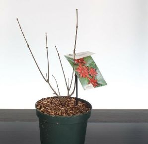 Illatos fűszercserje  CALYCANTHUS FLORIDUS 30/40 K3