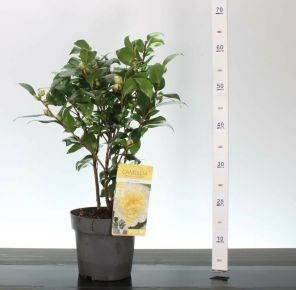 Kamélia    CAMELLIA JAPONICA JULLIS YELLOW 40/50 K3