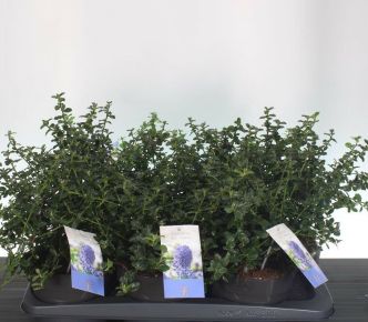 Kék táskavirág  CEANOTHUS THYRSIFLORUS REPENS 25/+ K2