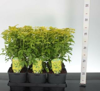 Mexikói narancsvirág   CHOISYA TERNATA BRICA 20/25 K2