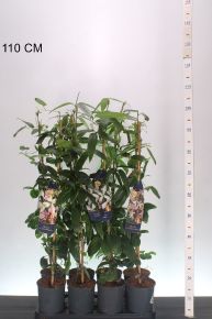 Kerti iszalag  CLEMATIS ARMANDII 90CM K2