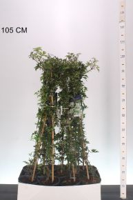 Iszalag    CLEMATIS CARTMANII AVALANCHE 90CM K2