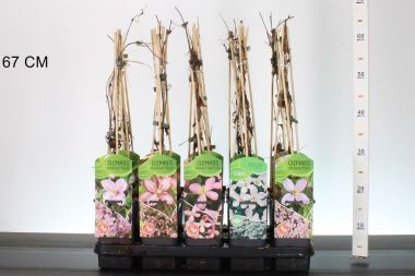 Hegyi iszalag   CLEMATIS MONTANA FAJTÁK 60CM K2