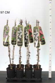 Iszalag     CLEMATIS TEXENSIS PRINCESS FAJTÁK 90CM K2