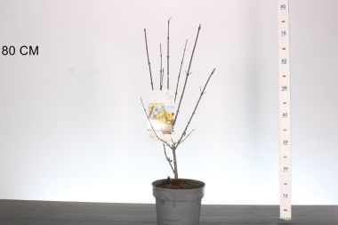 Húsos som  CORNUS MAS 40/60 K3