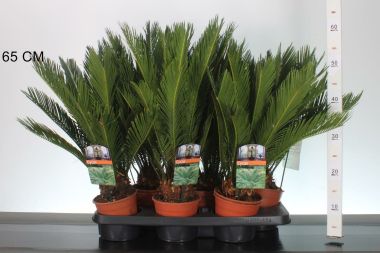 Szágópálma CYCAS REVOLUTA 30/35 CS14