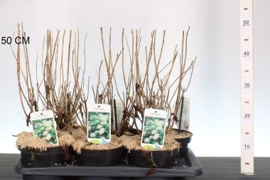 Cserjés hortenzia   HYDRANGEA ARBORESCENS ANNABELLE 40/+ CS17