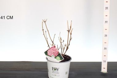 Cserjés hortenzia   HYDRANGEA ARBORESCENS PINK ANNABELLE 30/40 K3