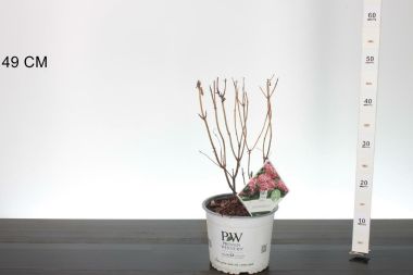 Cserjés hortenzia   HYDRANGEA ARBORESCENS RUBY ANNABELLE 30/35 K3