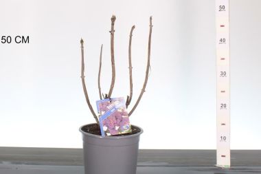 Kerti hortenzia   HYDRANGEA ASPERA MACROPHYLLA CS19