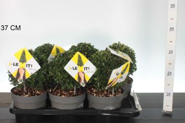 Csipkéslevelű magyal    ILEX CRENATA DARK GREEN 15CM GÖMB K2