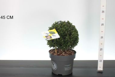 Csipkéslevelű magyal    ILEX CRENATA DARK GREEN 25CM GÖMB K5