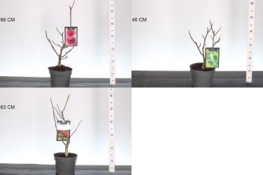 Liliomfa     MAGNOLIA FAJTÁK 40/60 K3