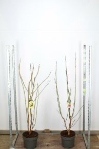 Liliomfa     MAGNOLIA FAJTÁK 80/90 K7,5